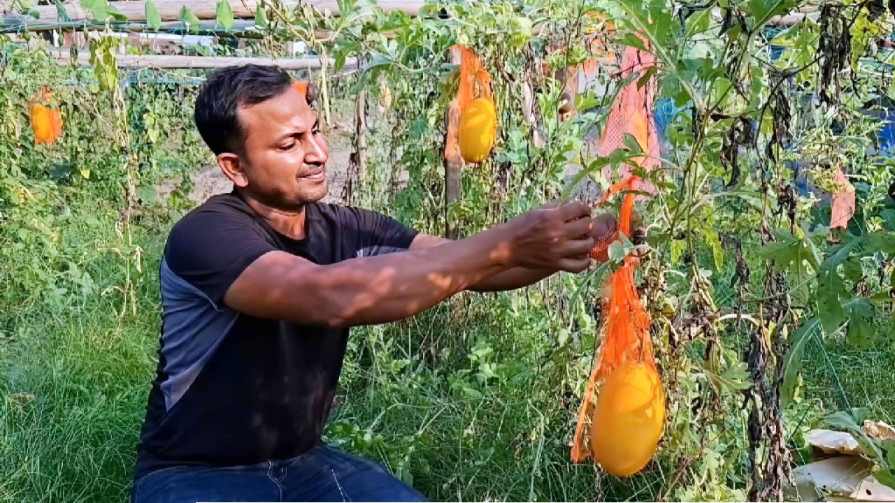 শখের চাষে বাজিমাত, হাসানুরের খেতে বাহারি তরমুজ