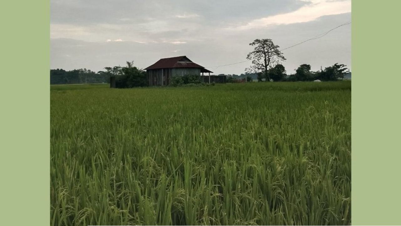 মোহনগঞ্জে আমন ধানে ফিরেছে প্রাণ, কৃষকের মুখে হাসি